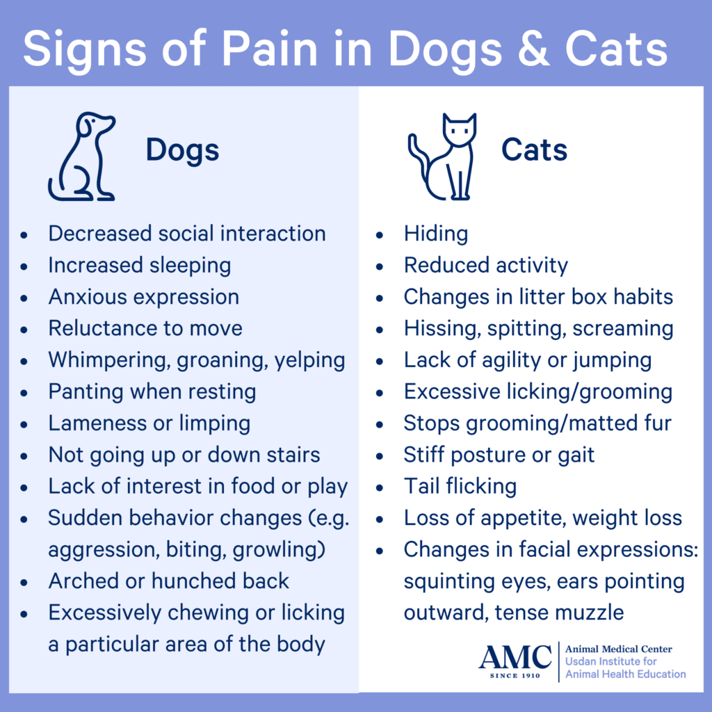 Signs Of Pain In Dogs Cats