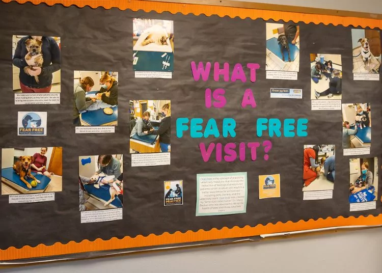 black board that says what is a fear free visit? and has pictures with descriptions under them