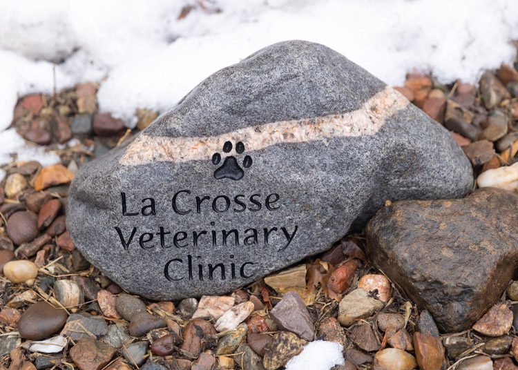 rock etched with paw and La Crosse Veterinary Clinic