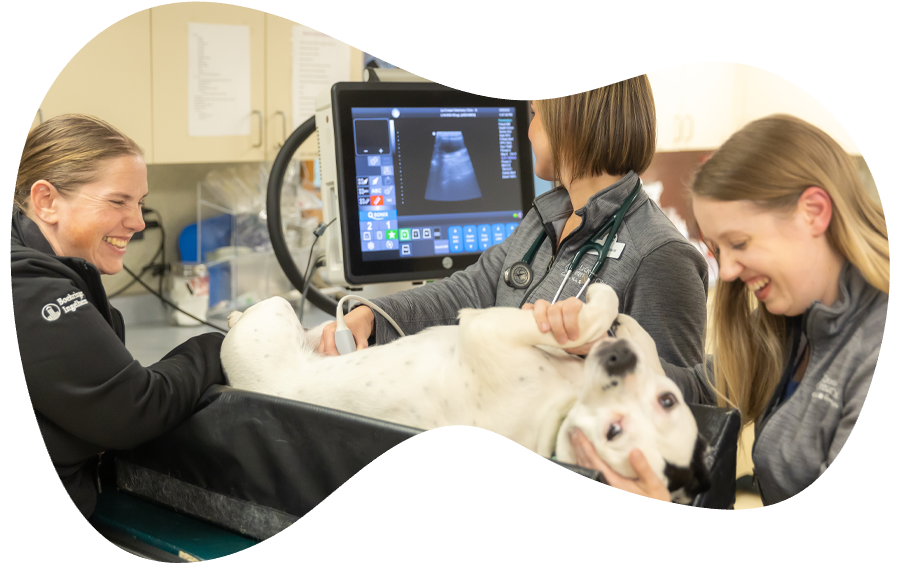 Staff Members Performing Ultrasound On Dog