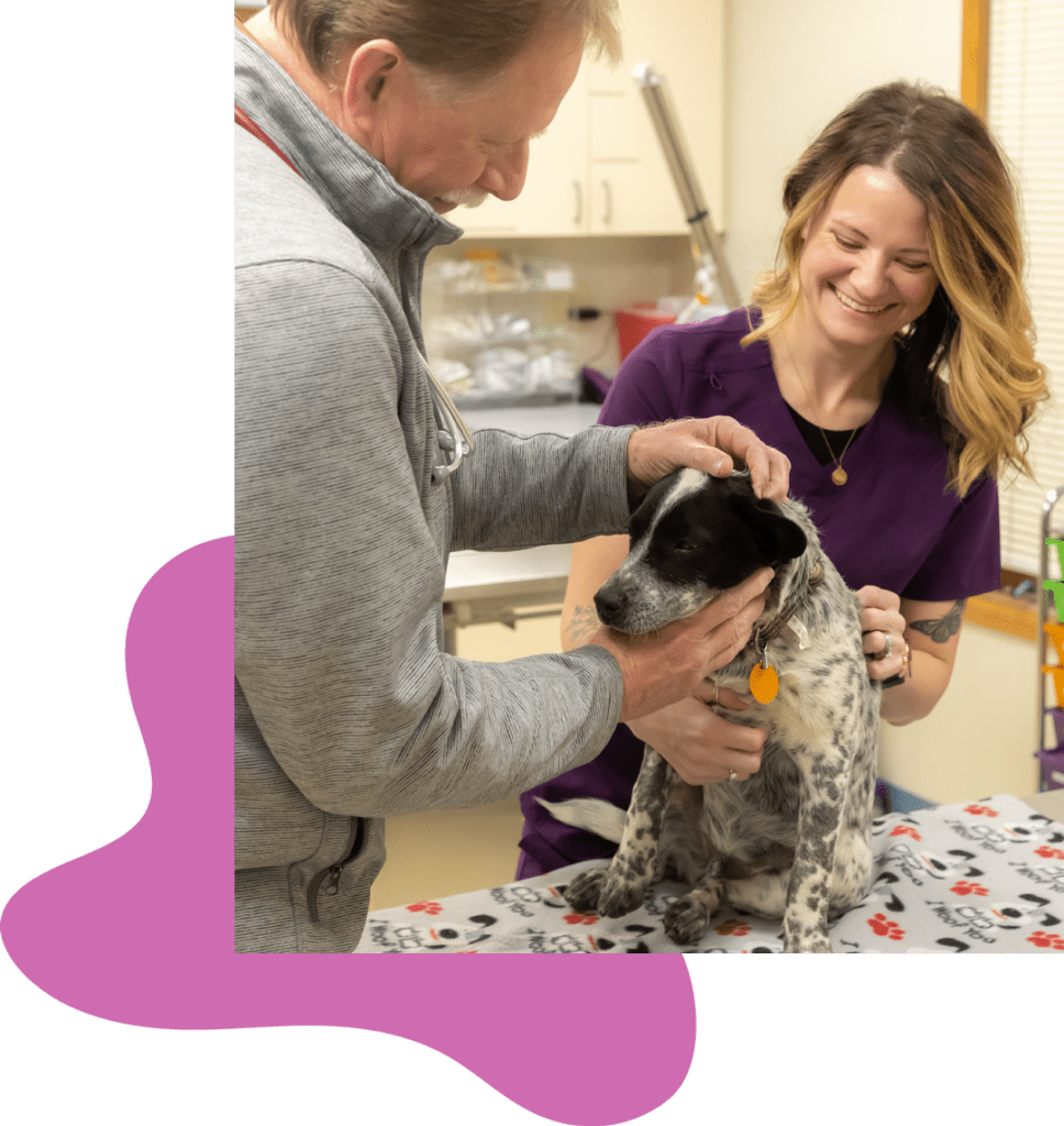 Cat and Dog Surgery in La Crosse, WI La Crosse Veterinary Clinic