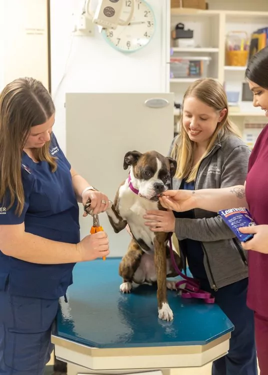 staff members smiling and trimming dog's nails
