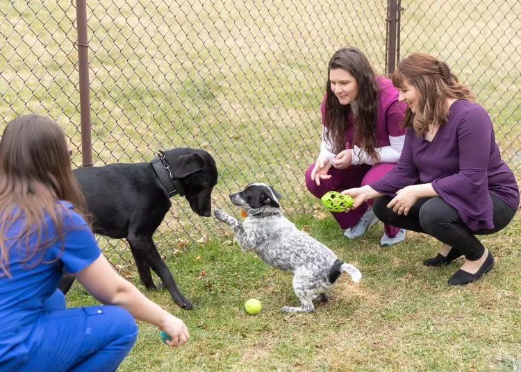 staff members with dogs playing with tennis balls outside in fenced-in area