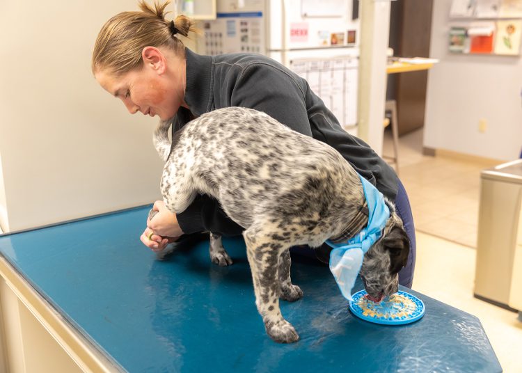 staff member examining dog's back leg on exam table while dog licks food off a slow-feeder lid