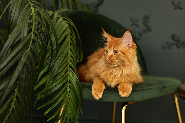 Orange Maine Coon Laying On Chair